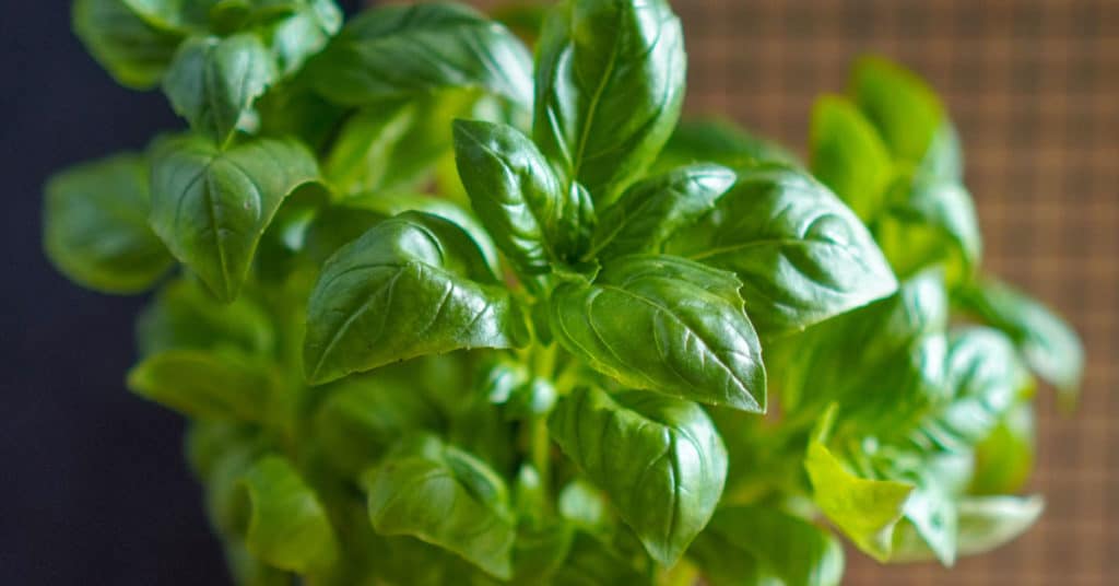 Basil Plant | Health Benefits of Spices and Herbs