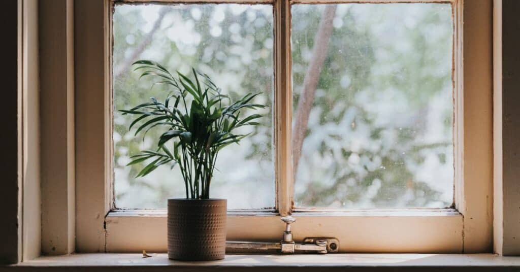 House plant from the palm family rests in a window sill, indoor pollution examples