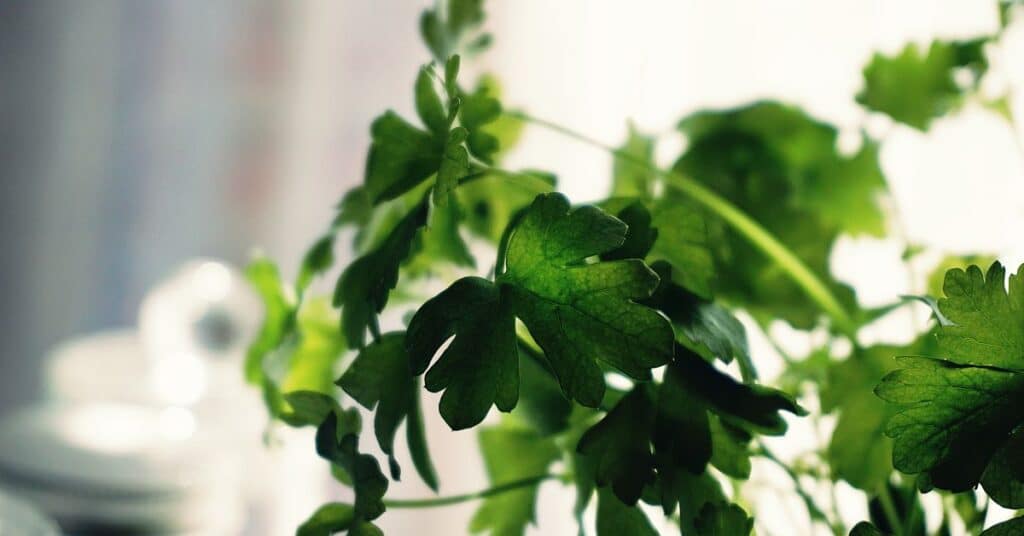 Stems and leaves of a bunch of cilantro is backlit by window lighting, foods to help detox