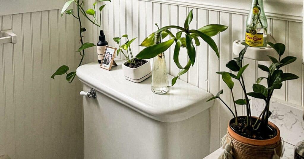 White toilet basin in a brightly light bathroom with green plants on top, Signs Your Gut is Healing