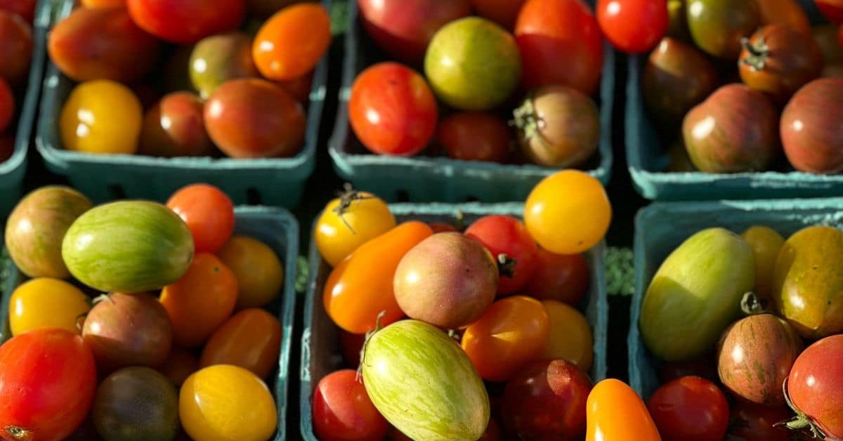 Cartons of red, yellow and green tomatoes, seasonal foods