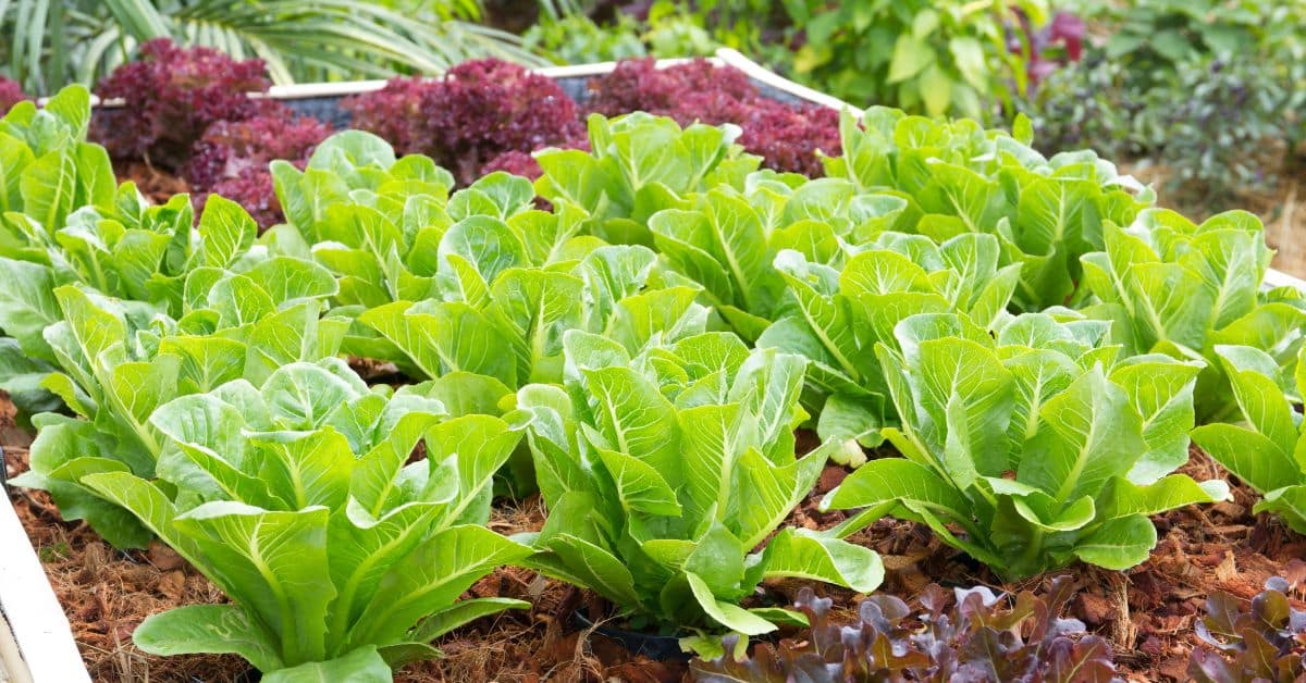 Lettuce heads growing in a garden, seasonal foods