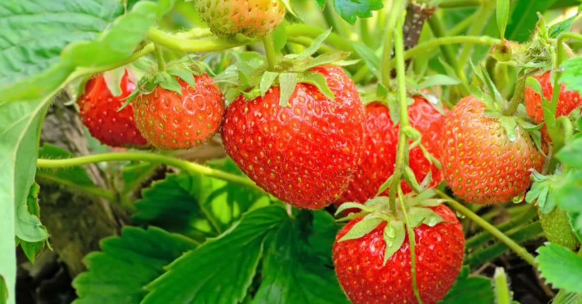 Red strawberries growing on a strawberry plant, seasonal foods