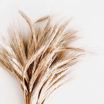A bundle of wheat, celiac disease